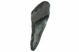 Partial Fossil Megalodon Tooth - South Carolina #268631-1